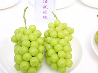 阳光玫瑰葡萄实拍