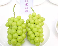 阳光玫瑰葡萄实拍